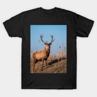 Red deer stag stares at the camera T-Shirt